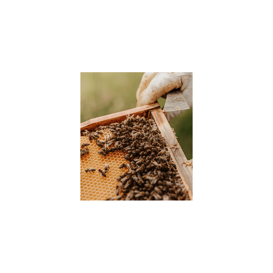 Parrainez un essaim d'abeilles