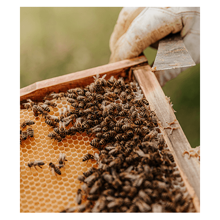 Parrainez un essaim d'abeilles